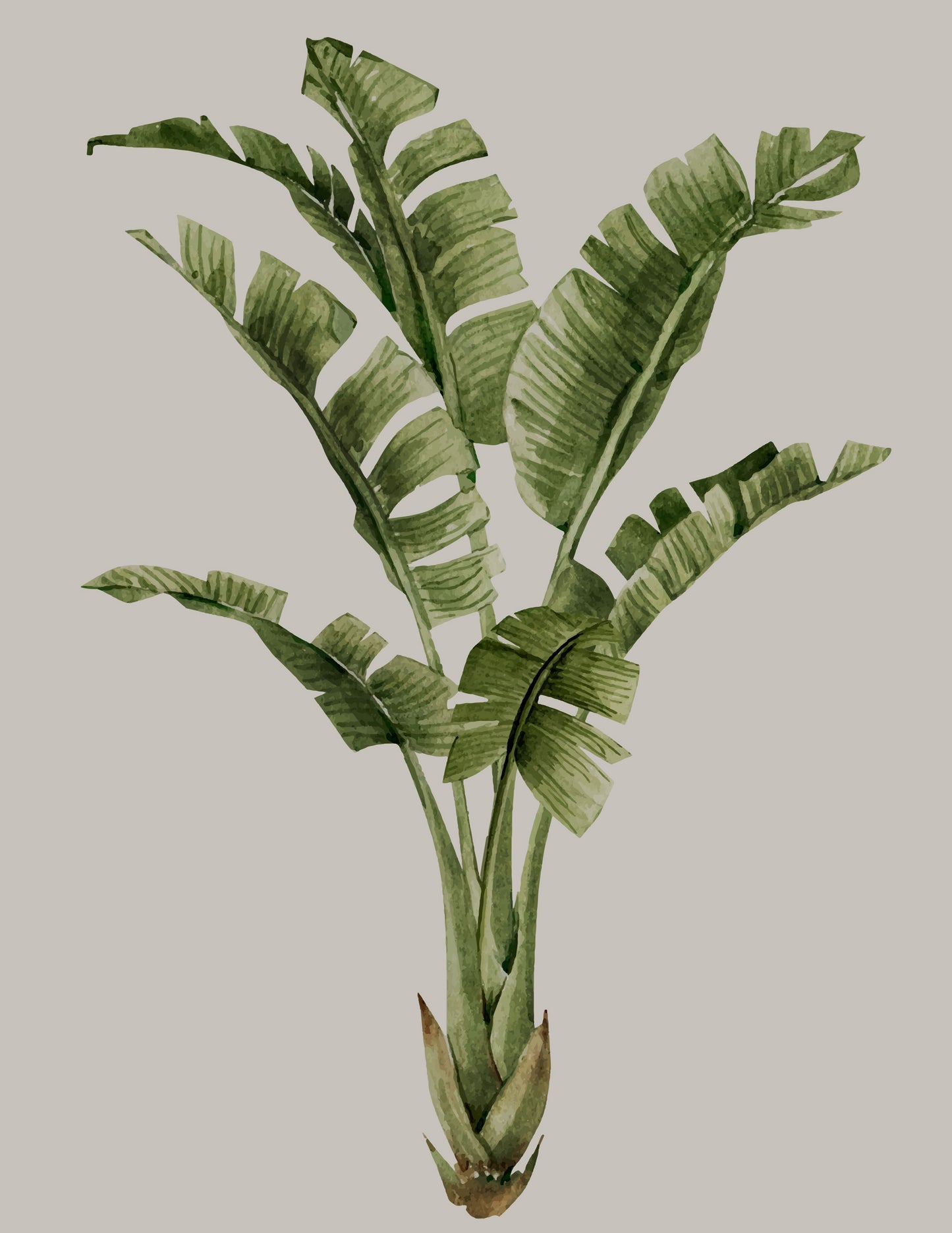 BANANA TREE II