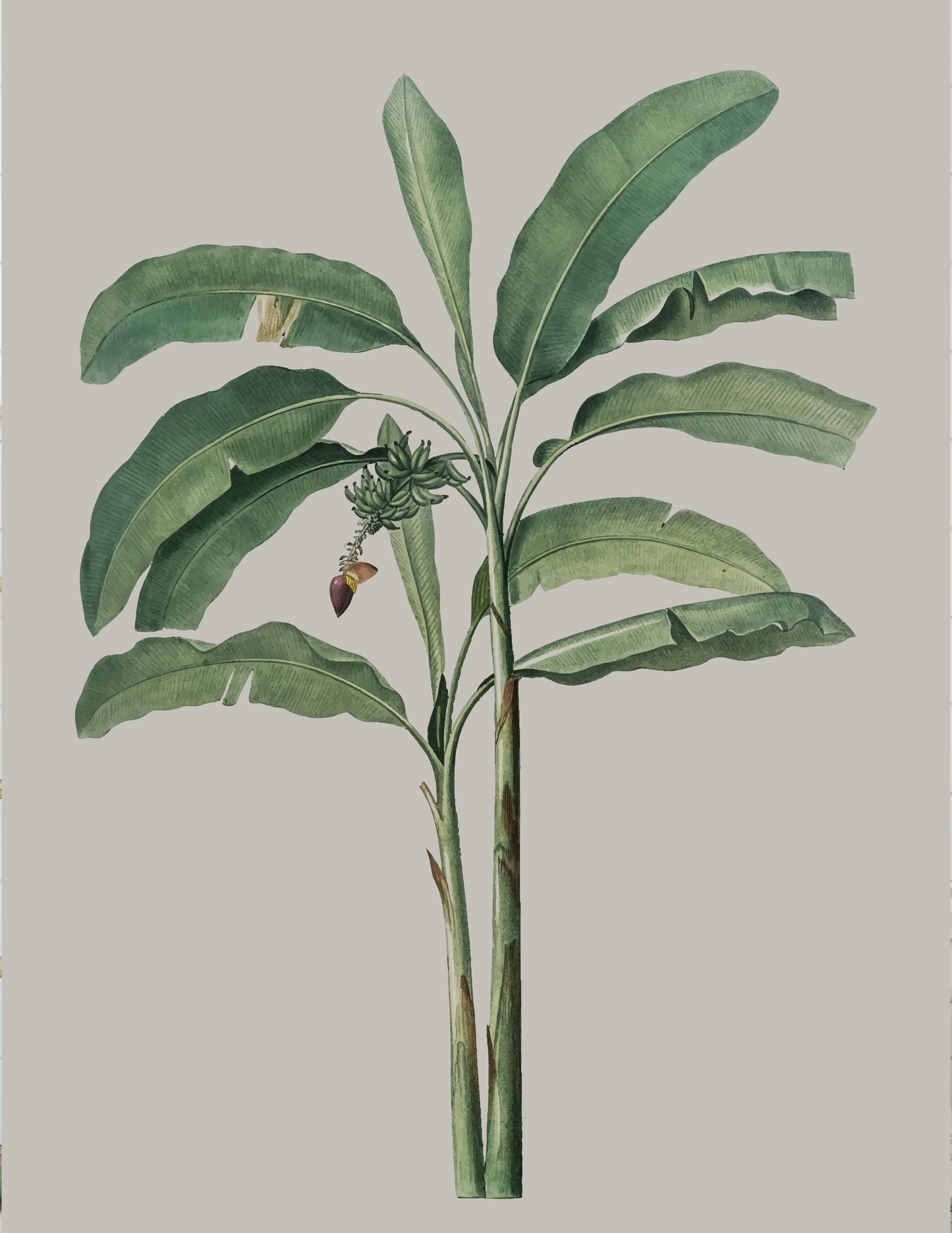BANANA TREE III