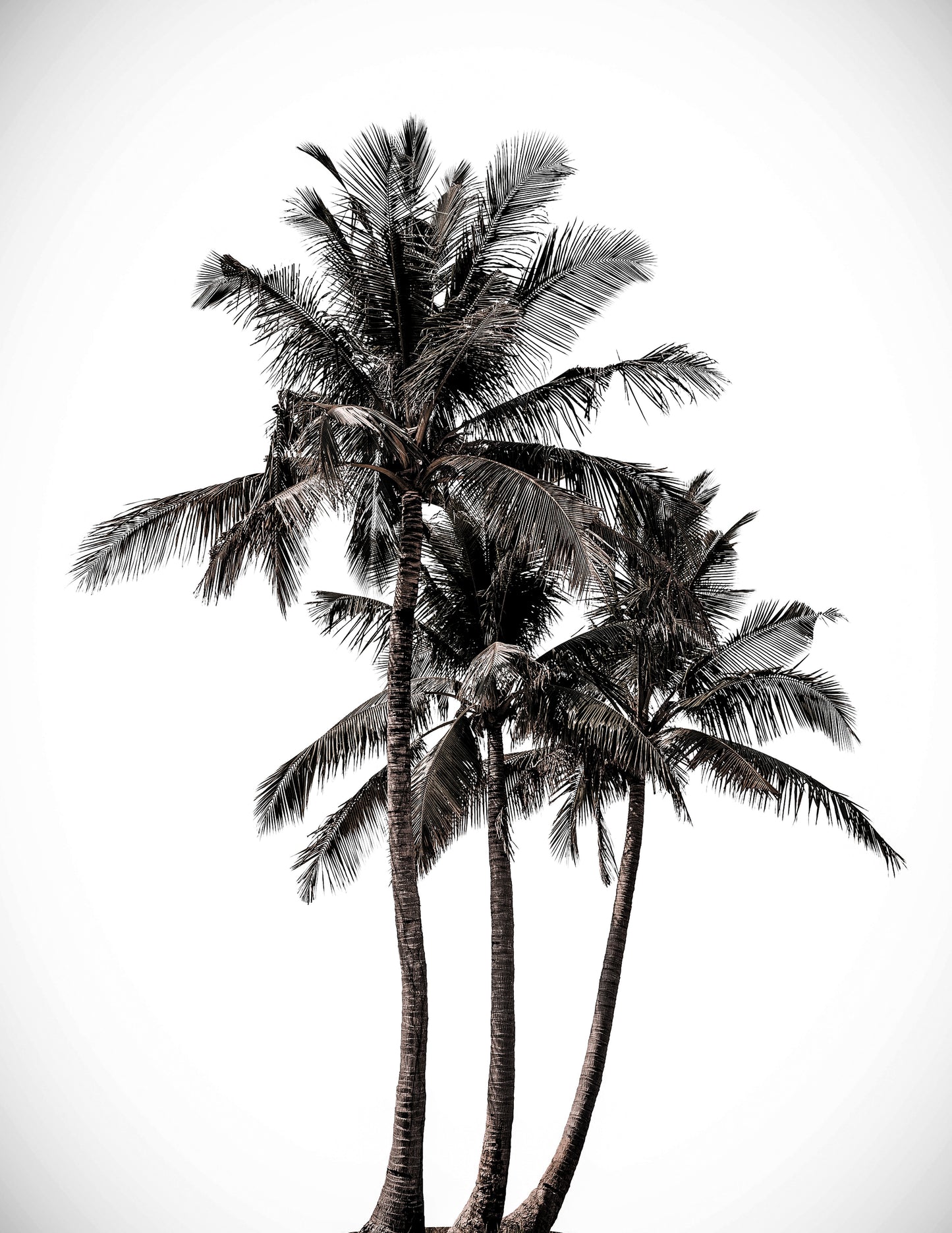 PALMS