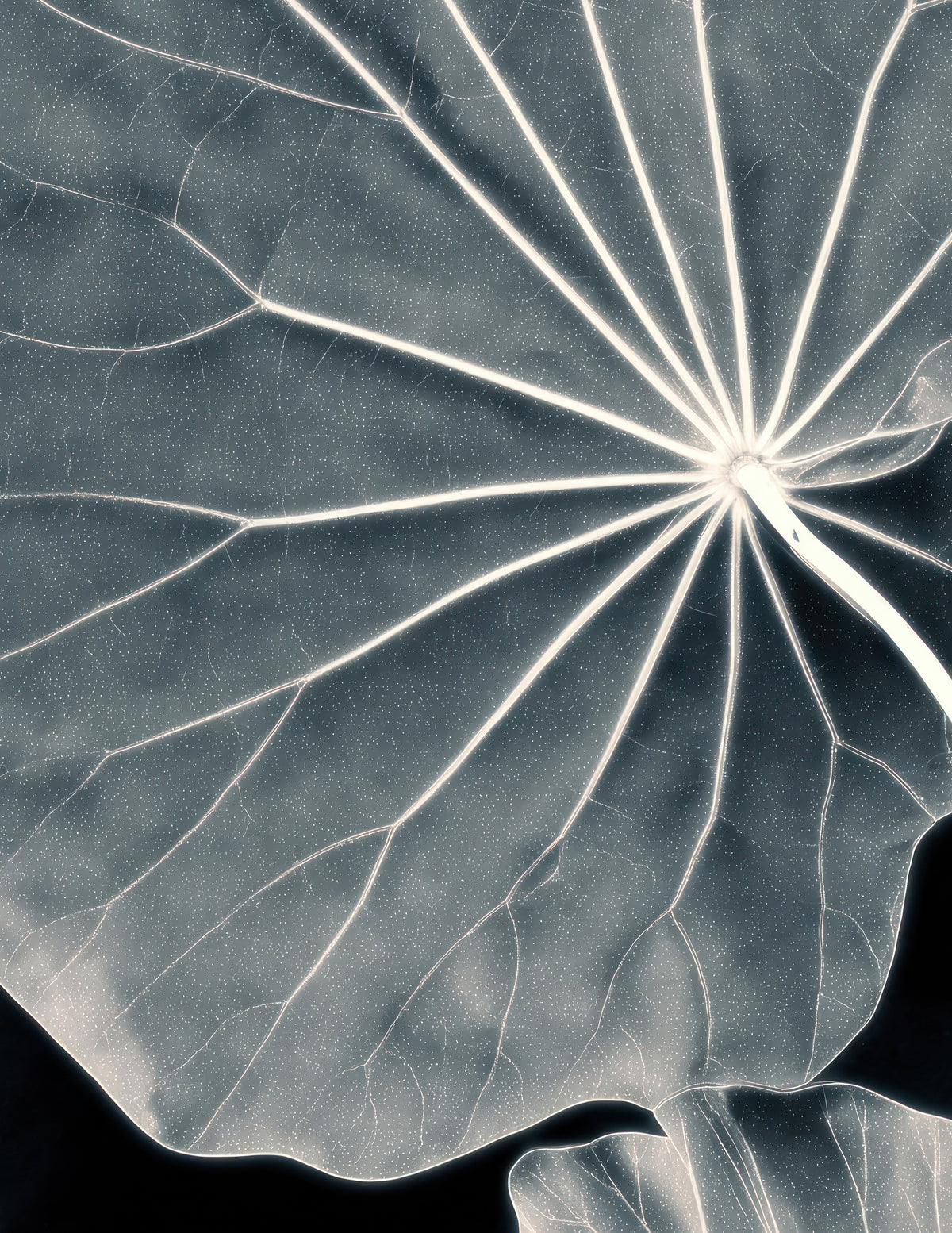 BOTANICAL ROENTGEN IIII