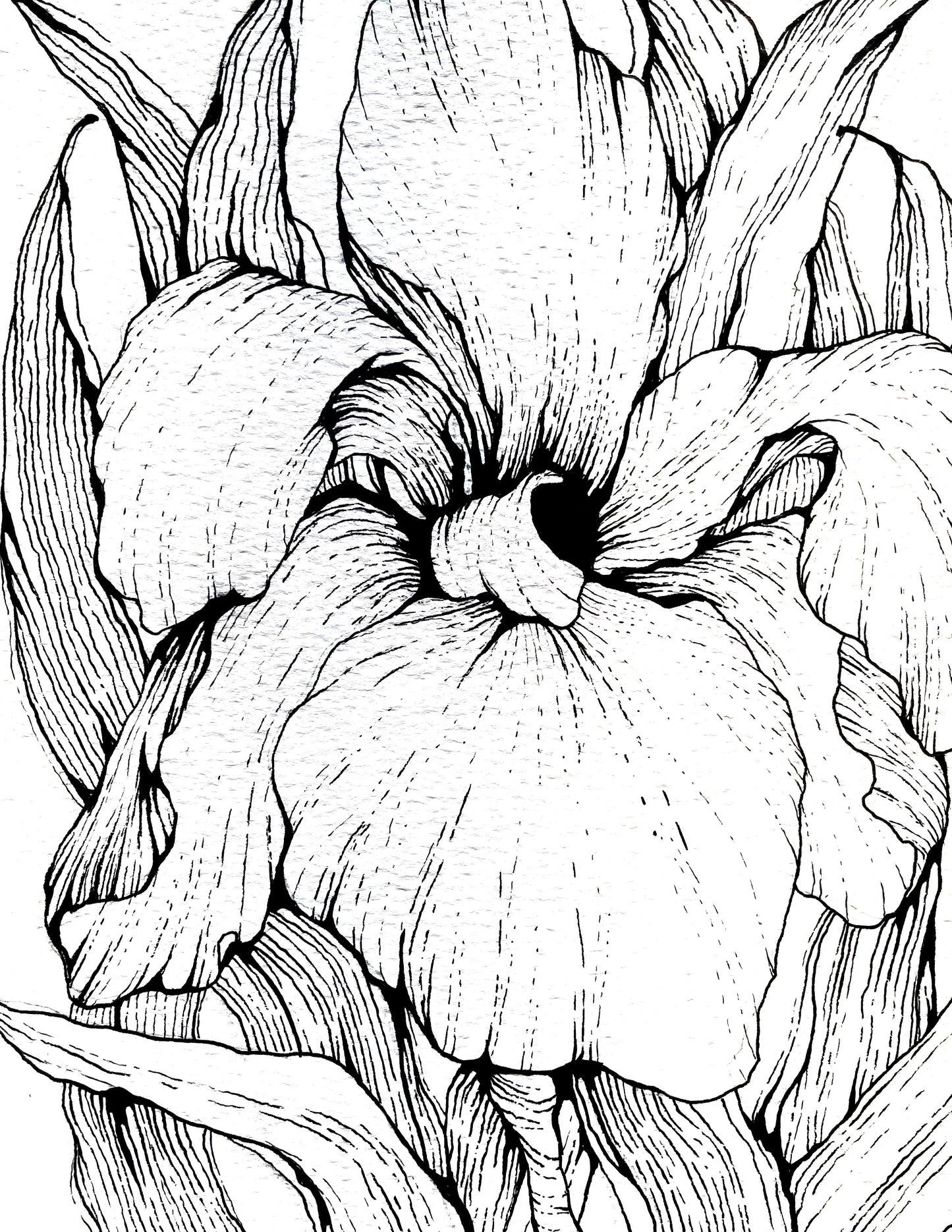 LINE, SINGLE FLORAL