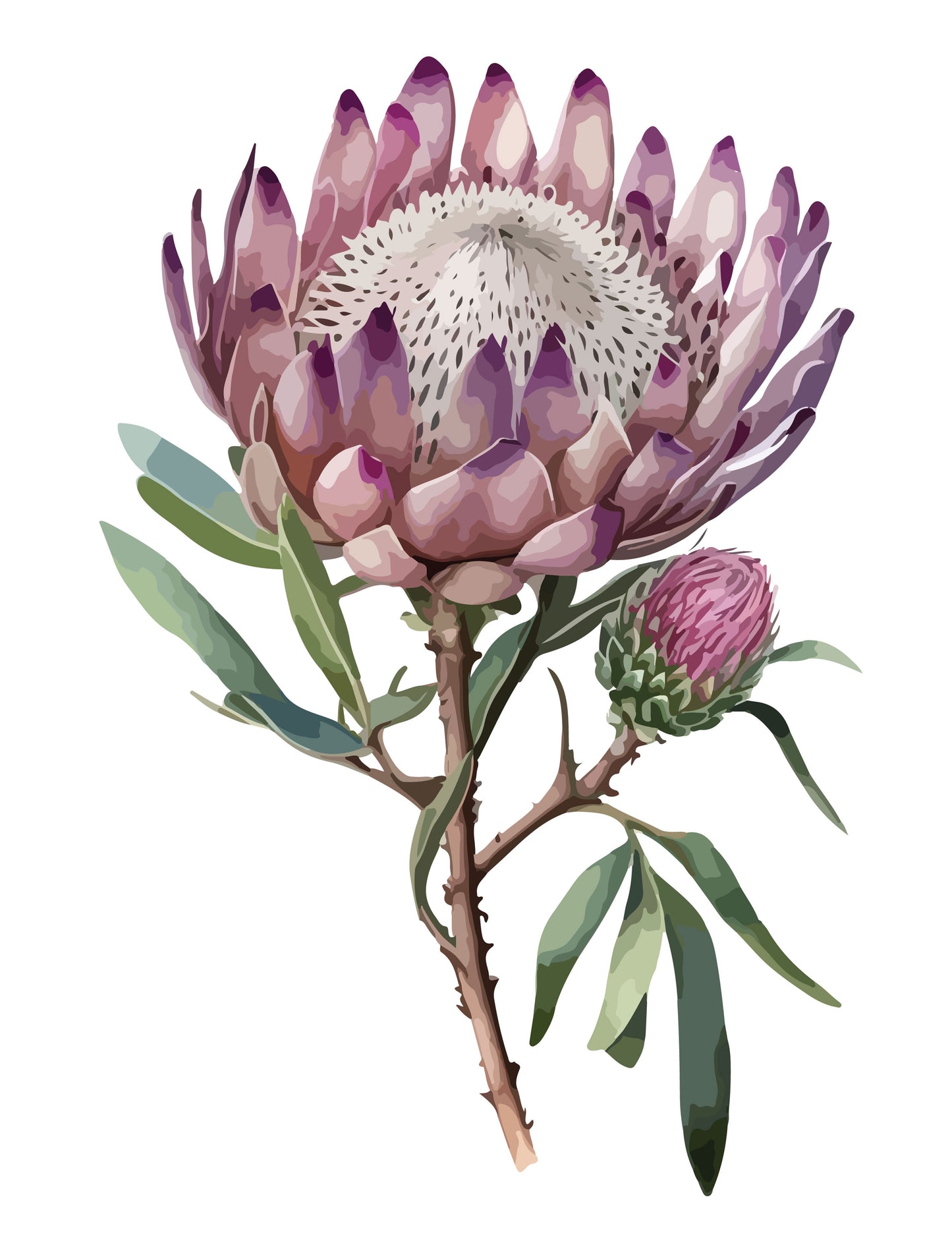 PROTEA, SINGLE I