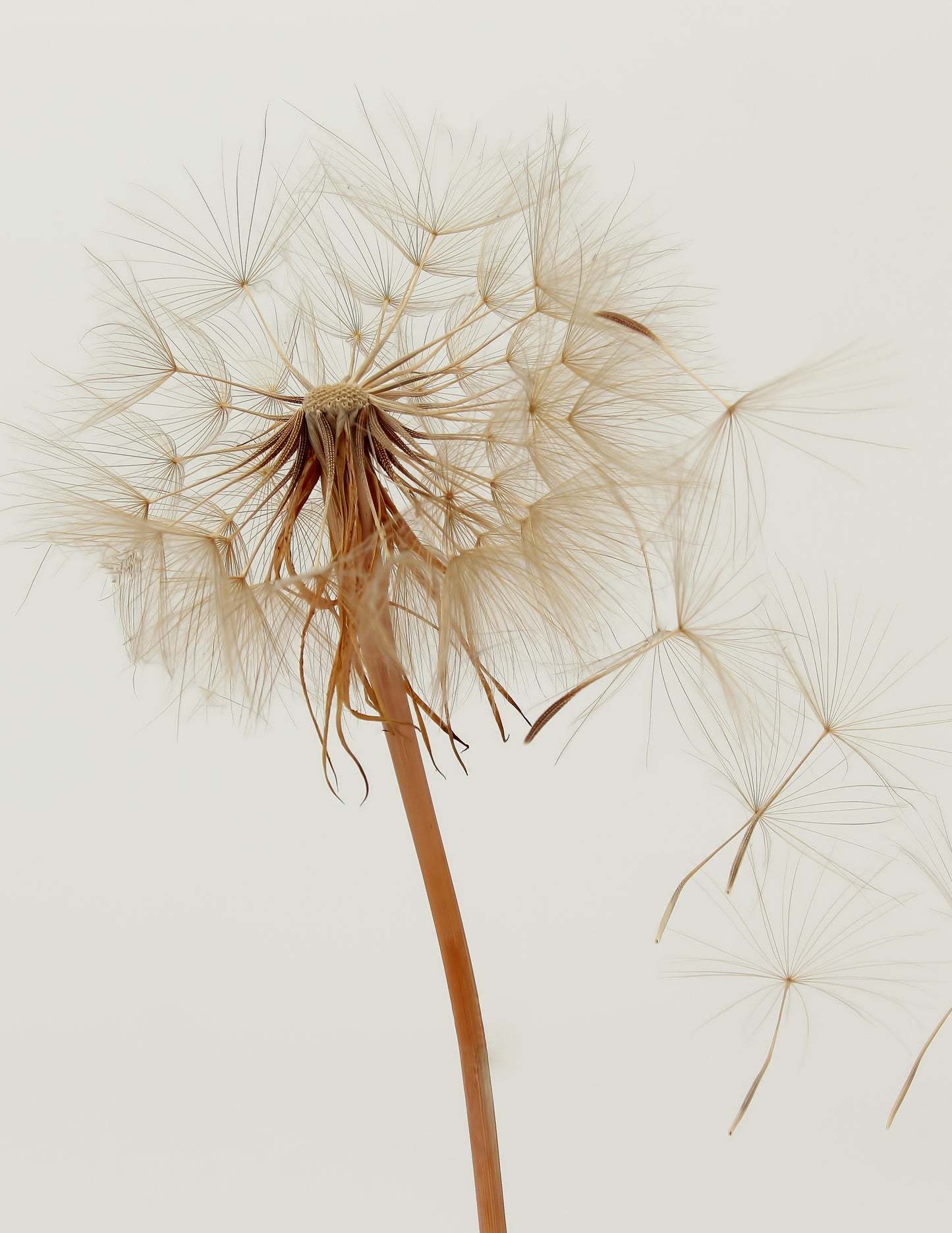 DANDELION II