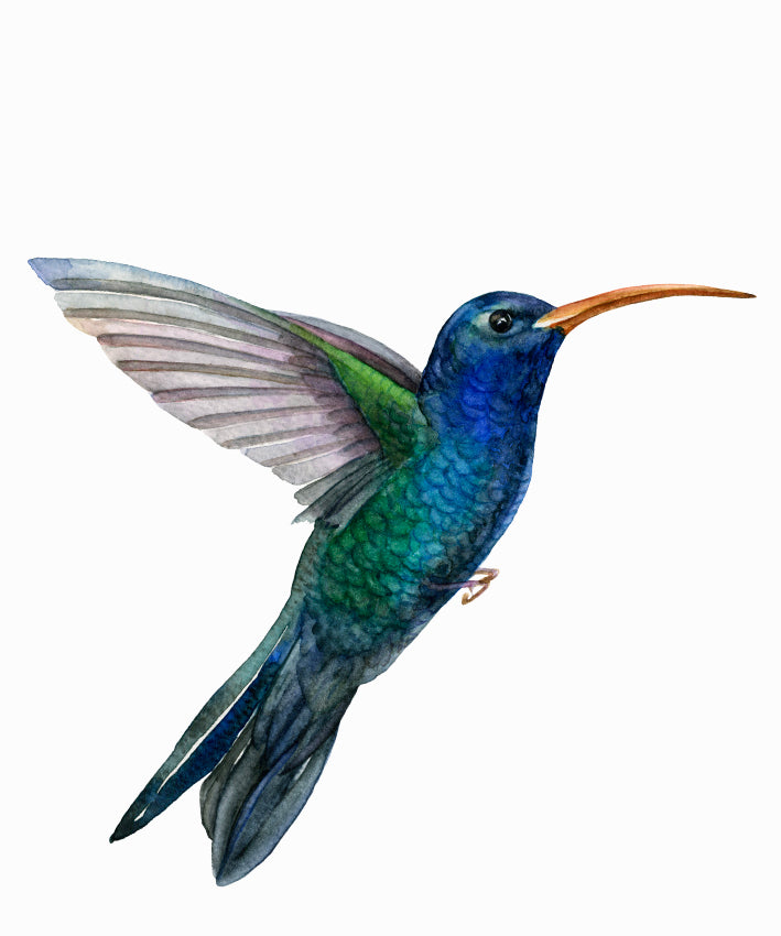 SIMPLISTIC SUNBIRD