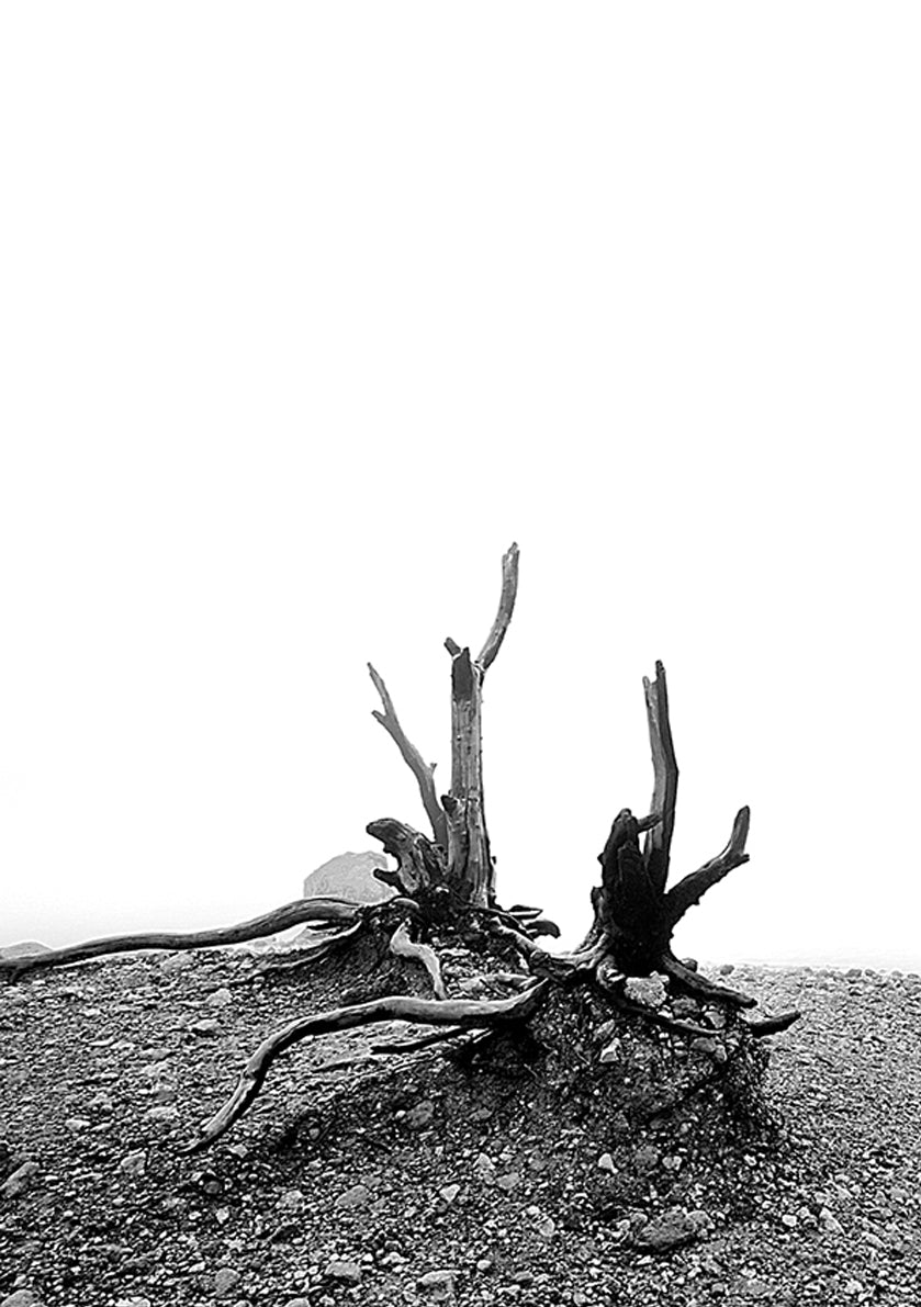 NATURE IN MONOTONE 1