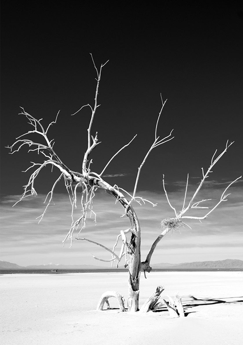 NATURE IN MONOTONE 2