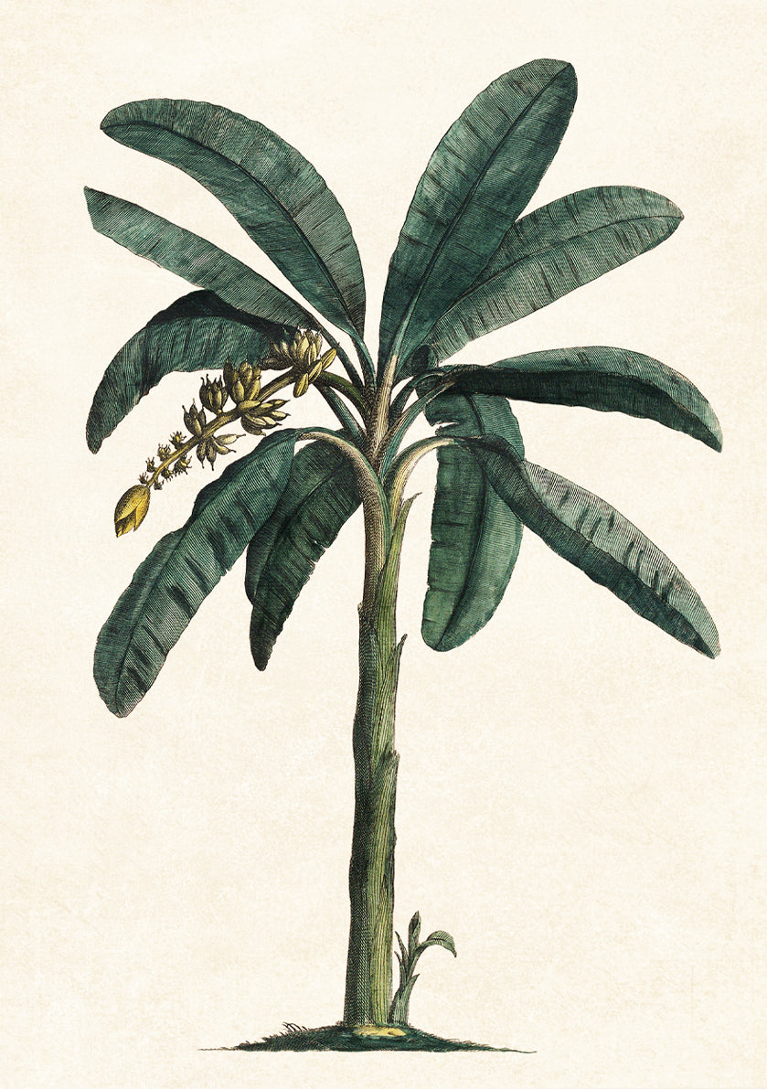 VINTAGE BANANA TREE