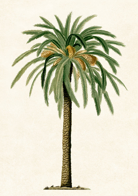 VINTAGE DATE PALM TREE