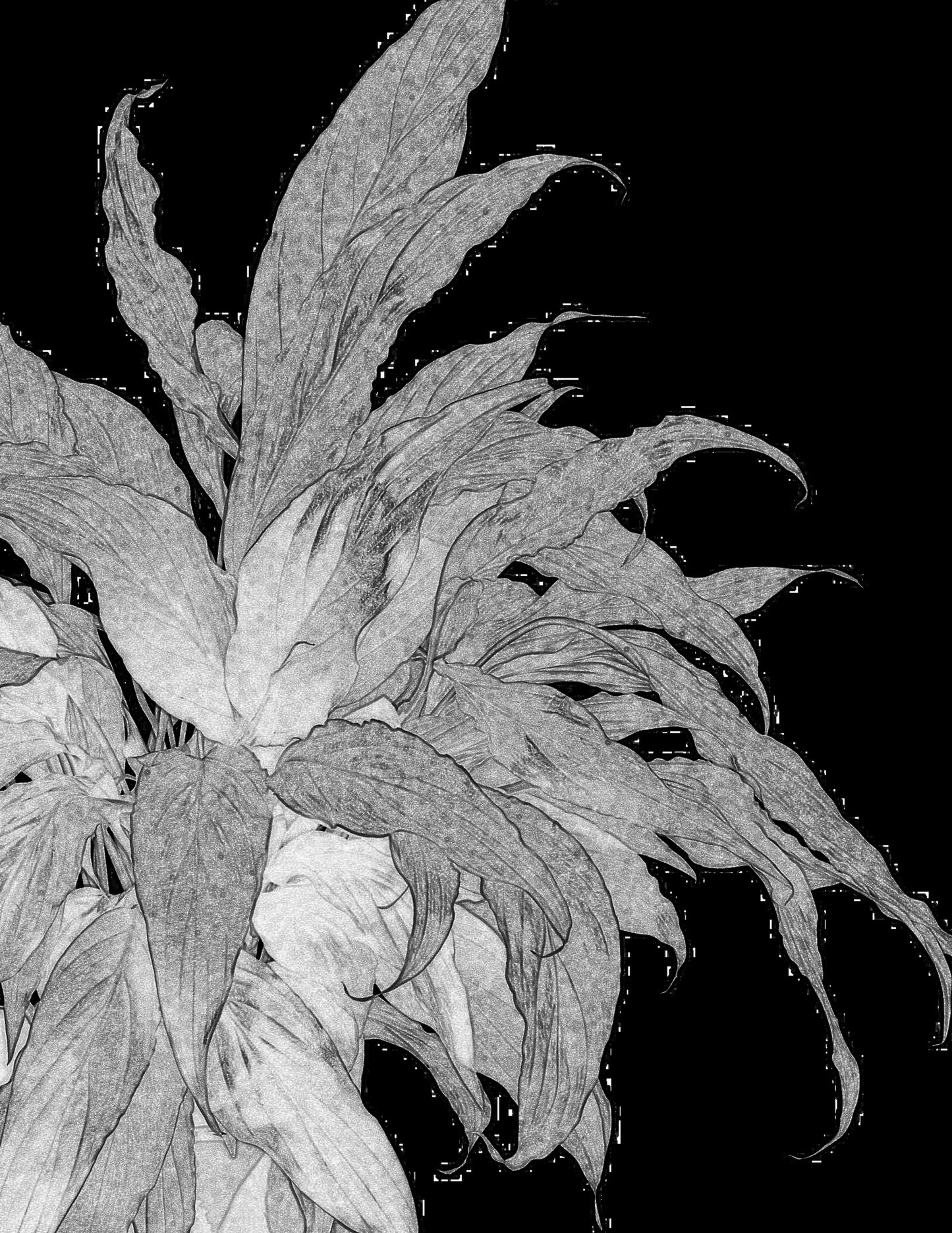 FLORAL ON BLACK