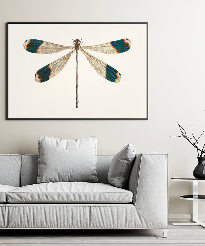 DRAGONFLY