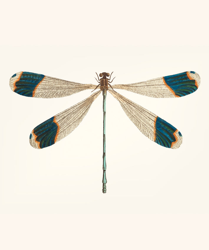 DRAGONFLY